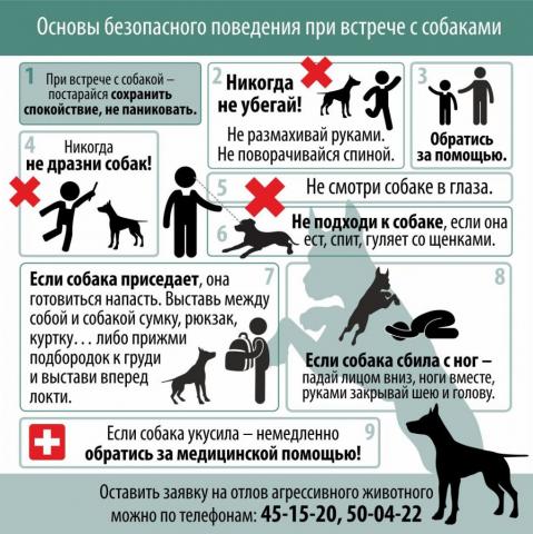 Основы безопасного поведения при встрече с собаками